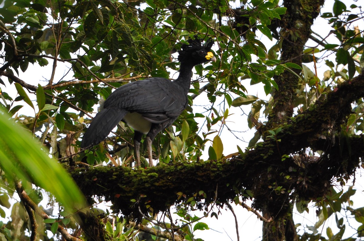 Great Curassow - ML102212321