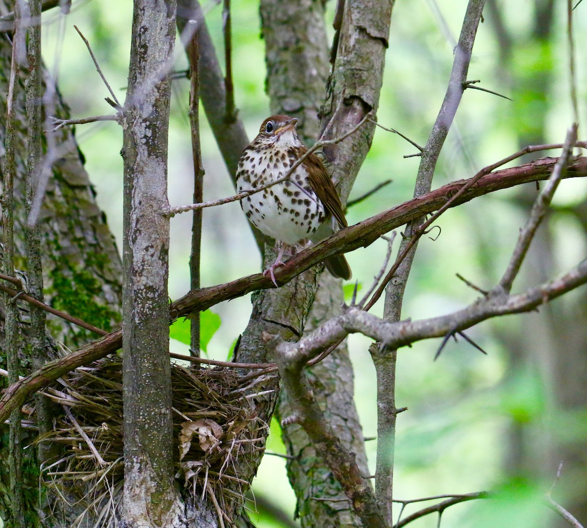 Wood Thrush - ML102212581