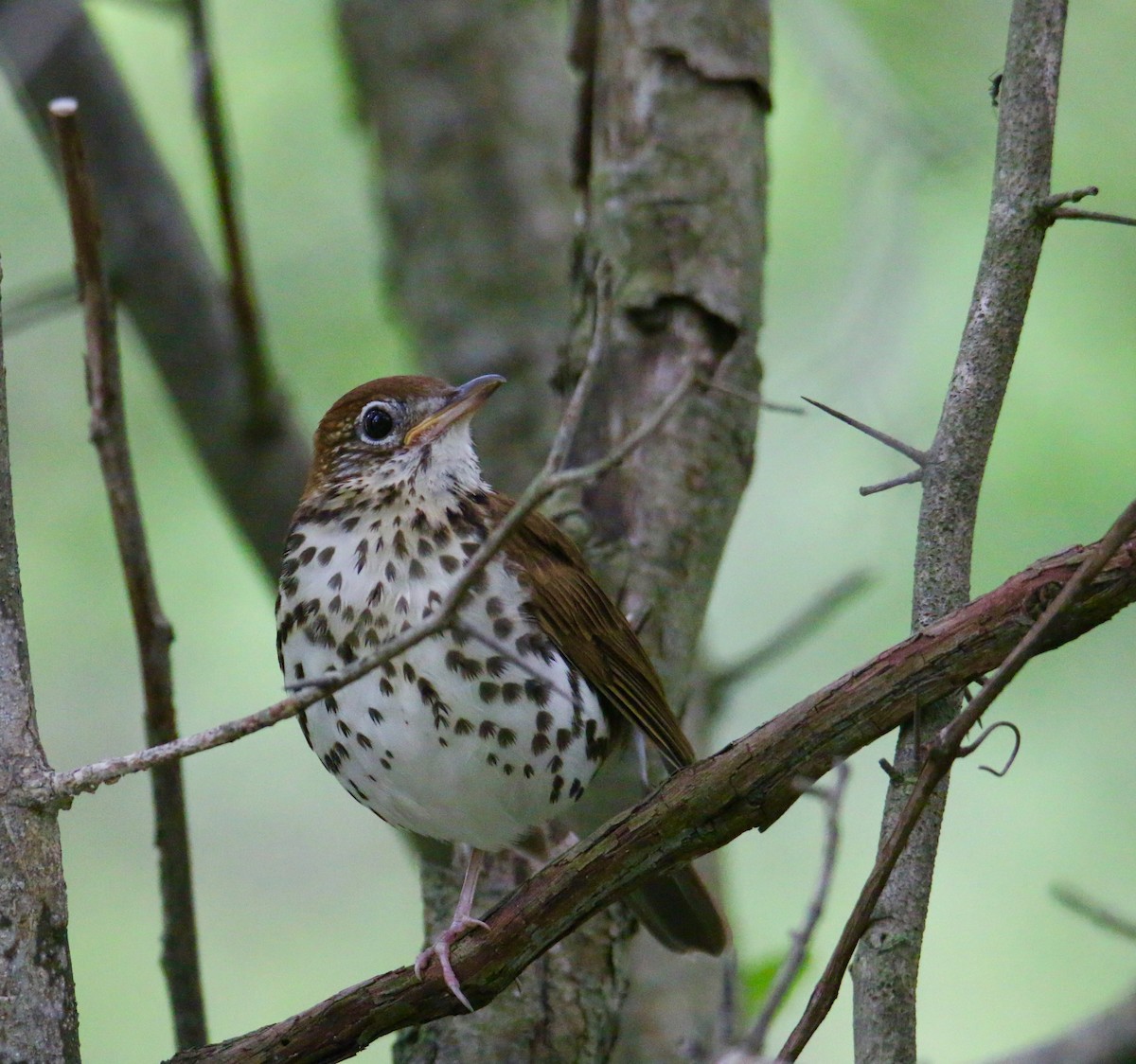 Wood Thrush - ML102212591