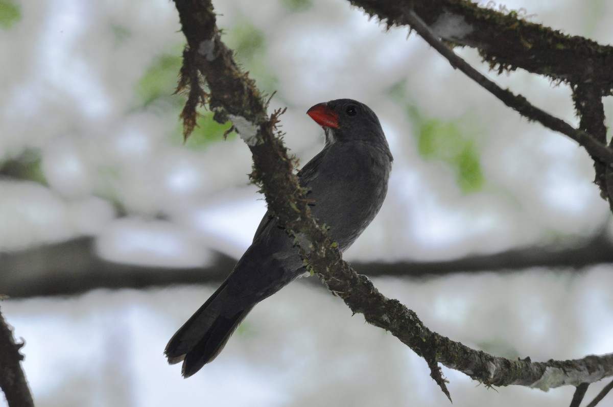 Slate-colored Grosbeak - ML102212601