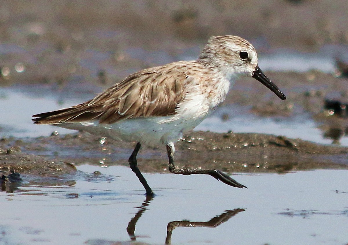 Bergstrandläufer - ML102213351