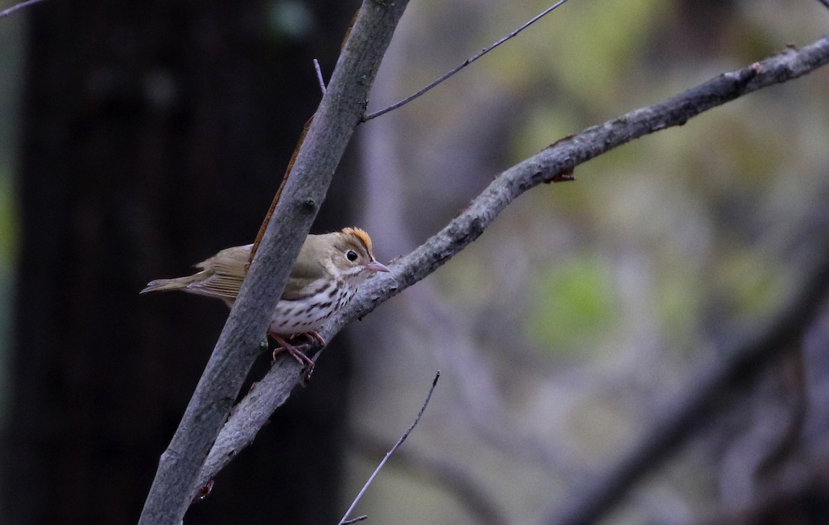 Ovenbird - ML102213721