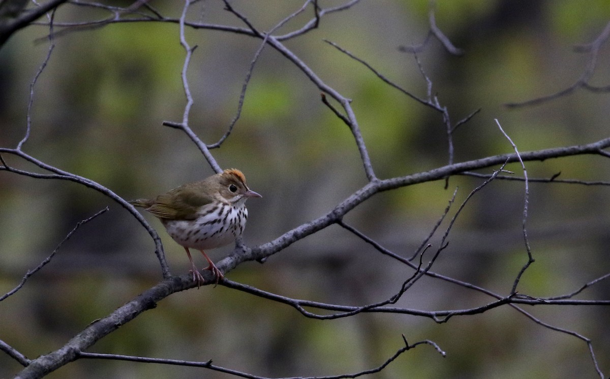 Ovenbird - ML102213791