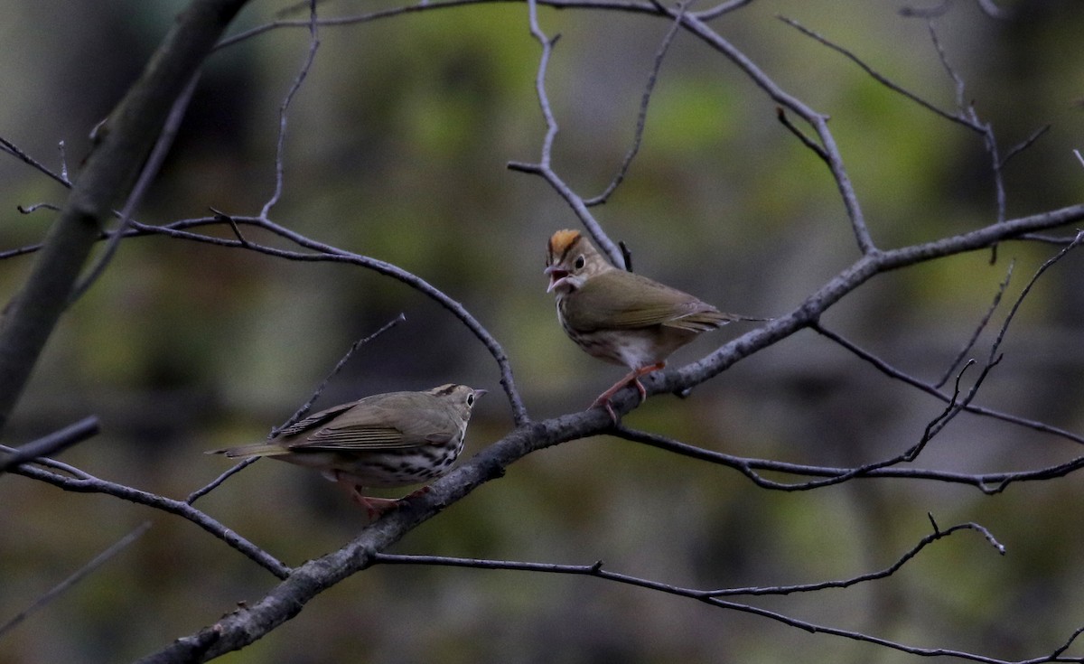 Paruline couronnée - ML102213851