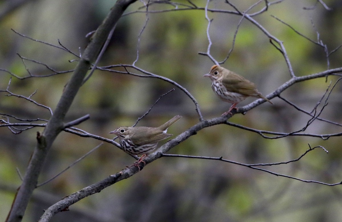 Ovenbird - ML102213941