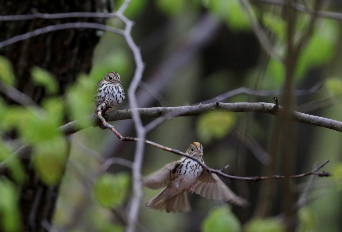 Ovenbird - ML102214031