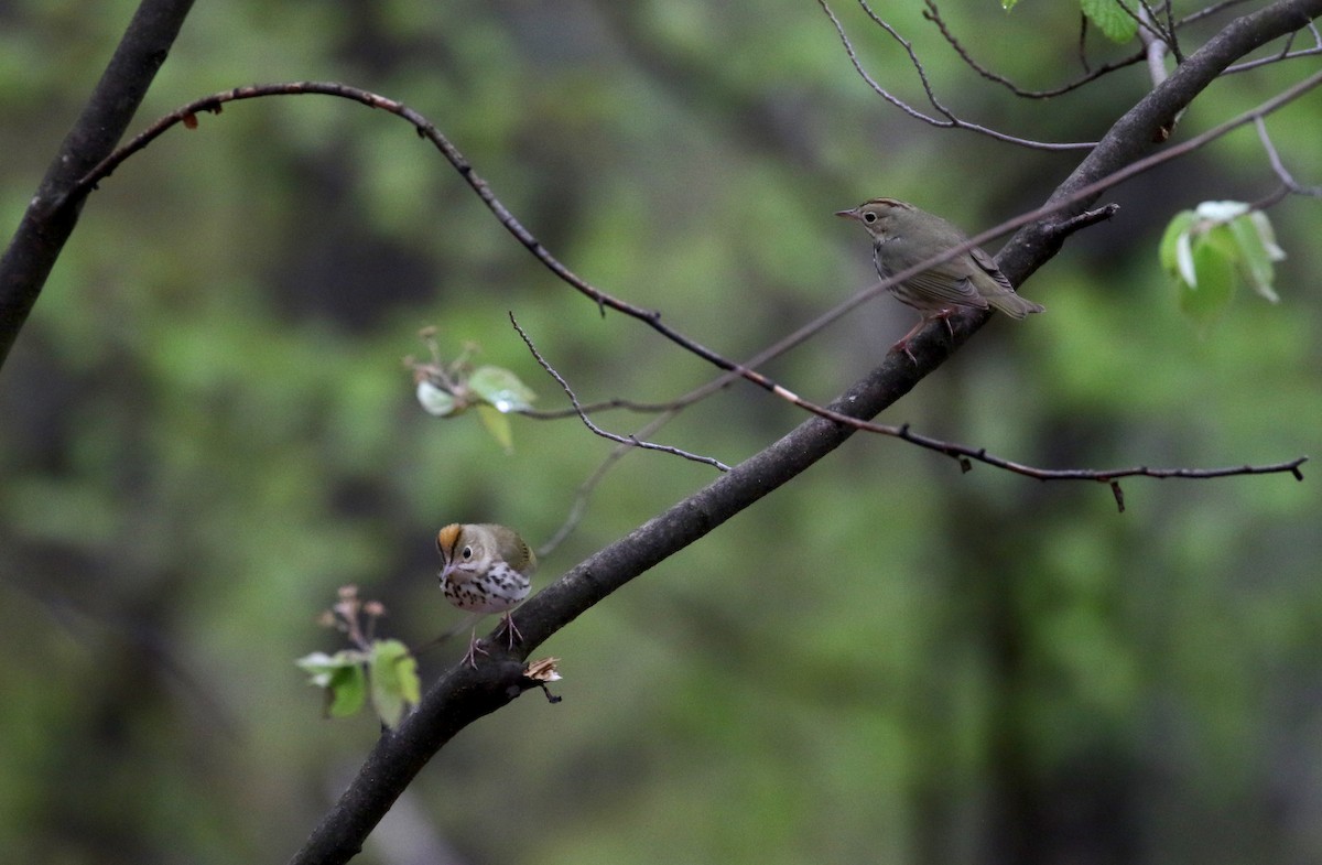 Ovenbird - ML102214181