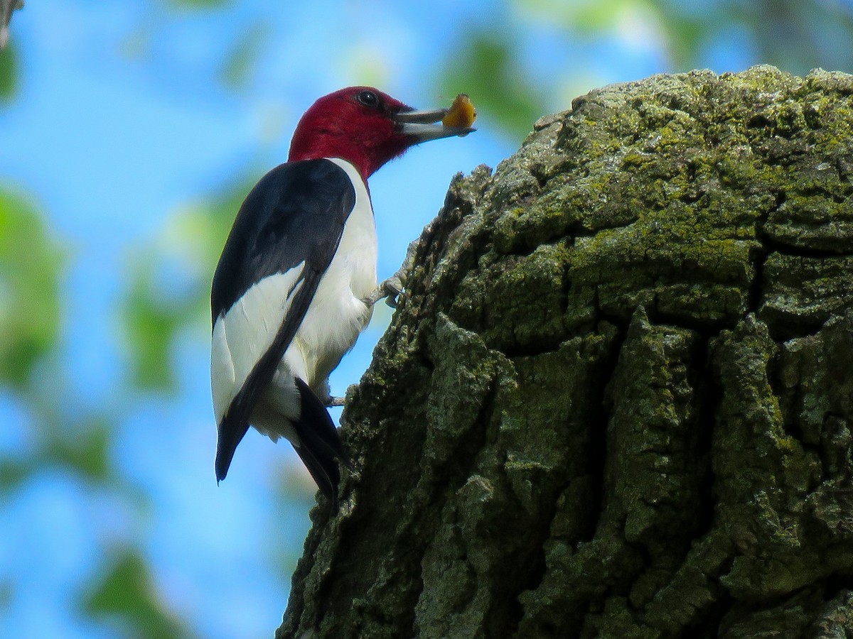 Red-headed Woodpecker - Anonymous