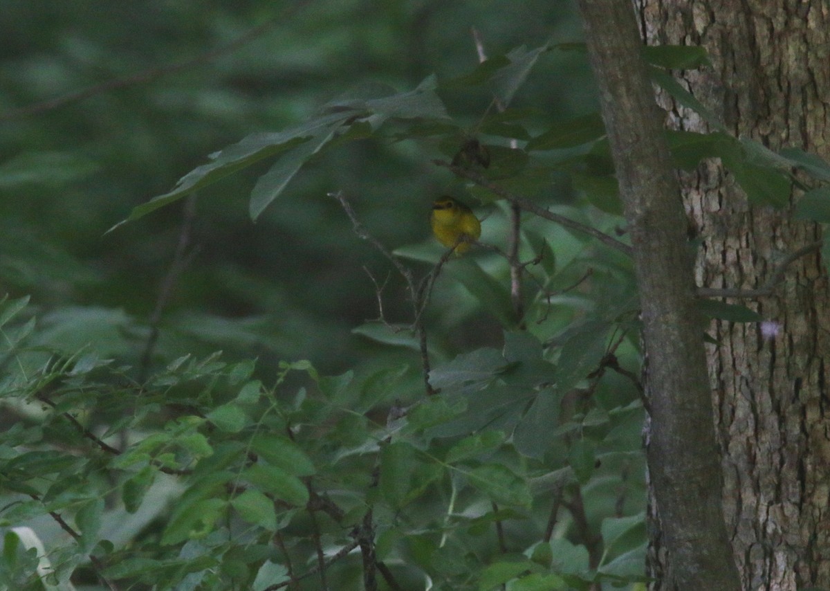 Hooded Warbler - ML102222521