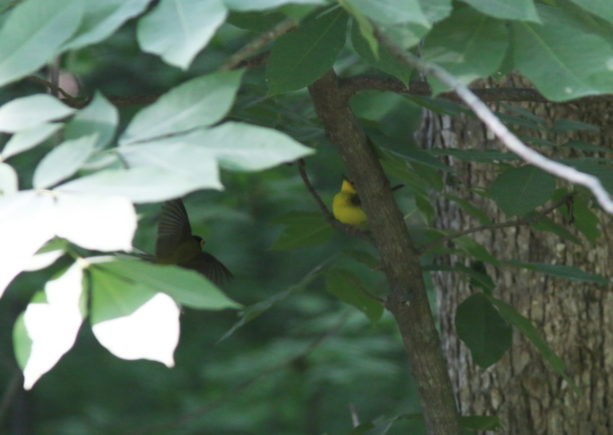 Hooded Warbler - ML102222571