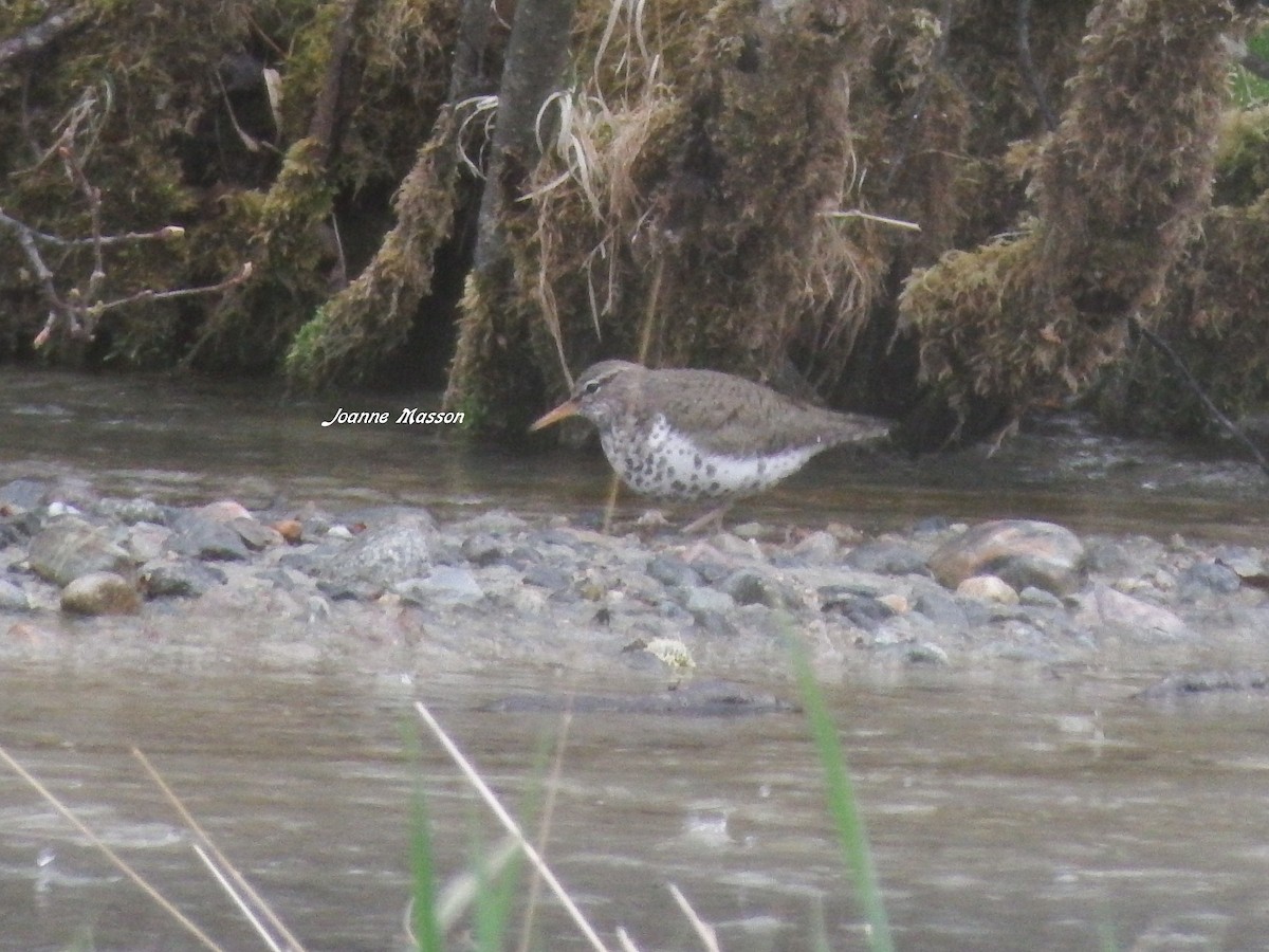 Spotted Sandpiper - ML102226541