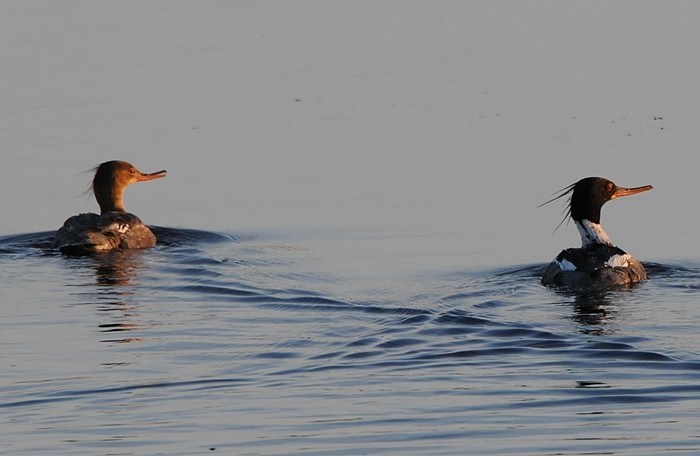 Red-breasted Merganser - Donald Gorham