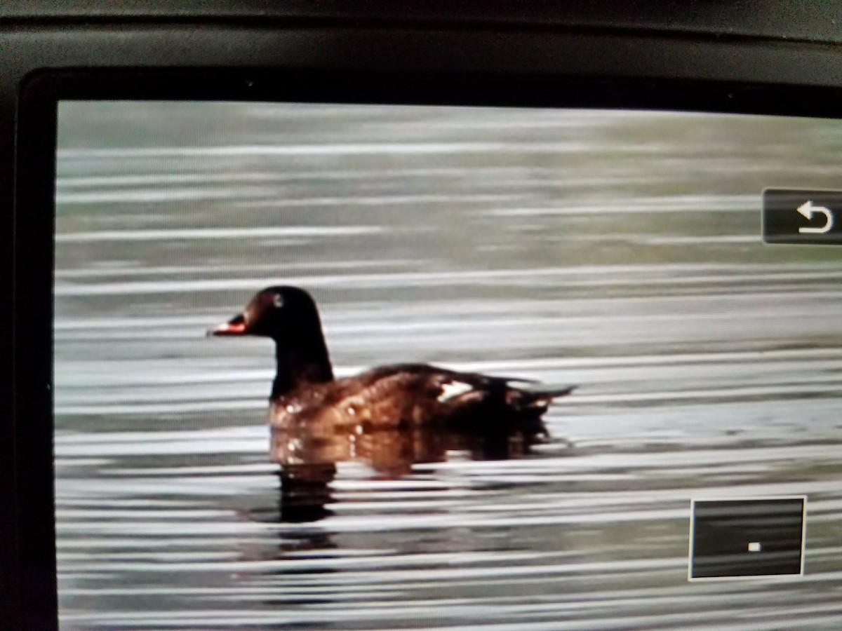 White-winged Scoter - Jerry Case