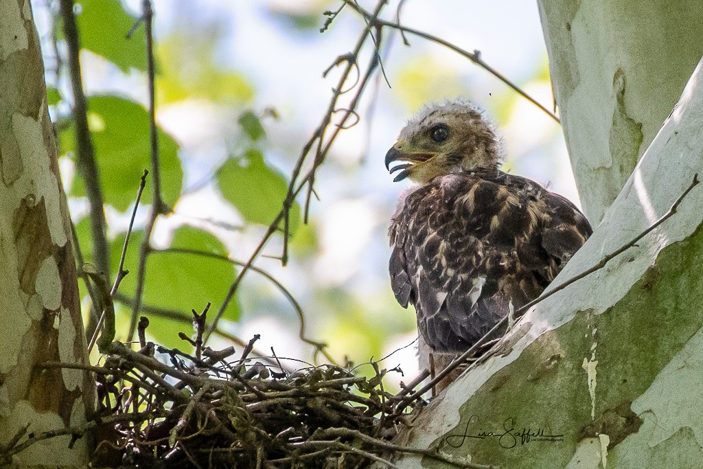 Red-shouldered Hawk - Lisa Saffell