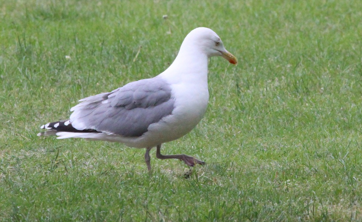 Herring Gull (European) - Gary Leavens