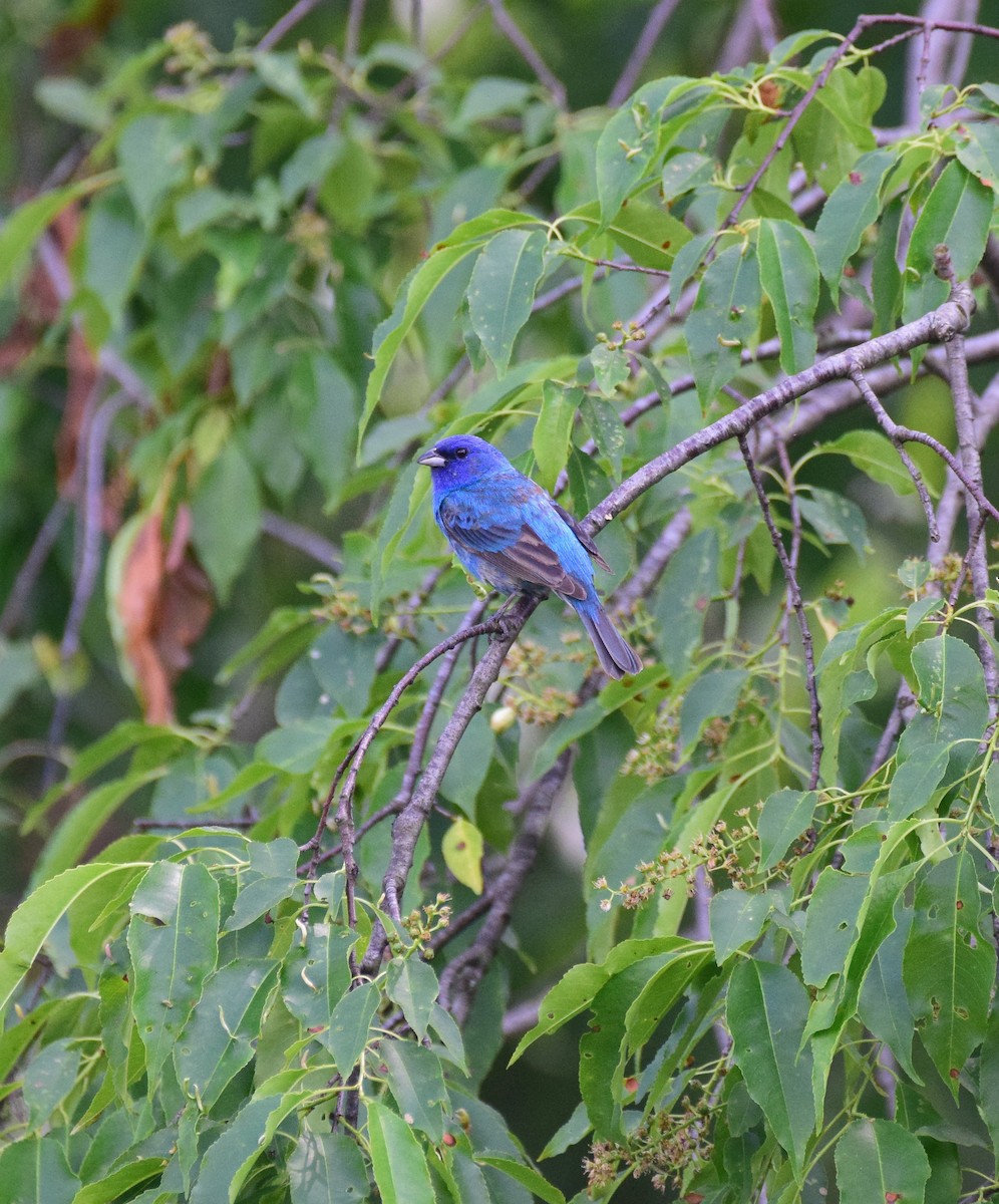 Indigo Bunting - ML102232681