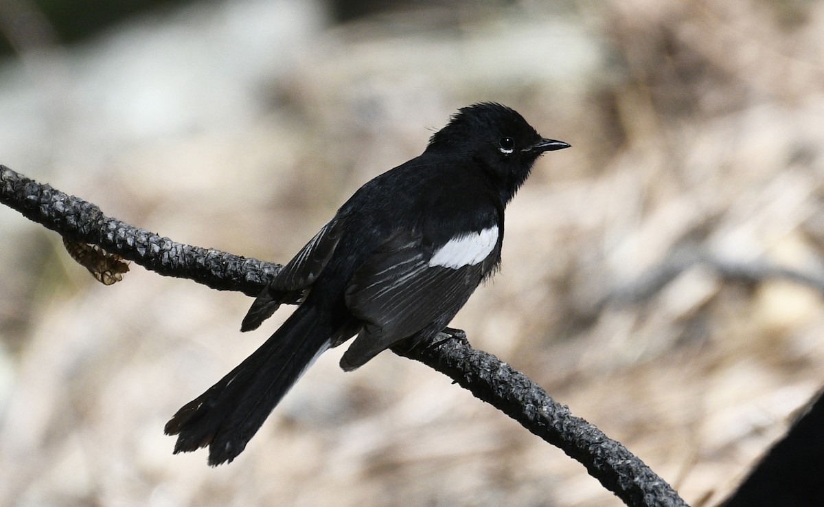 Painted Redstart - ML102232691