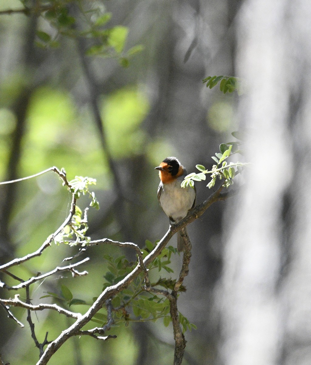 Red-faced Warbler - ML102232791