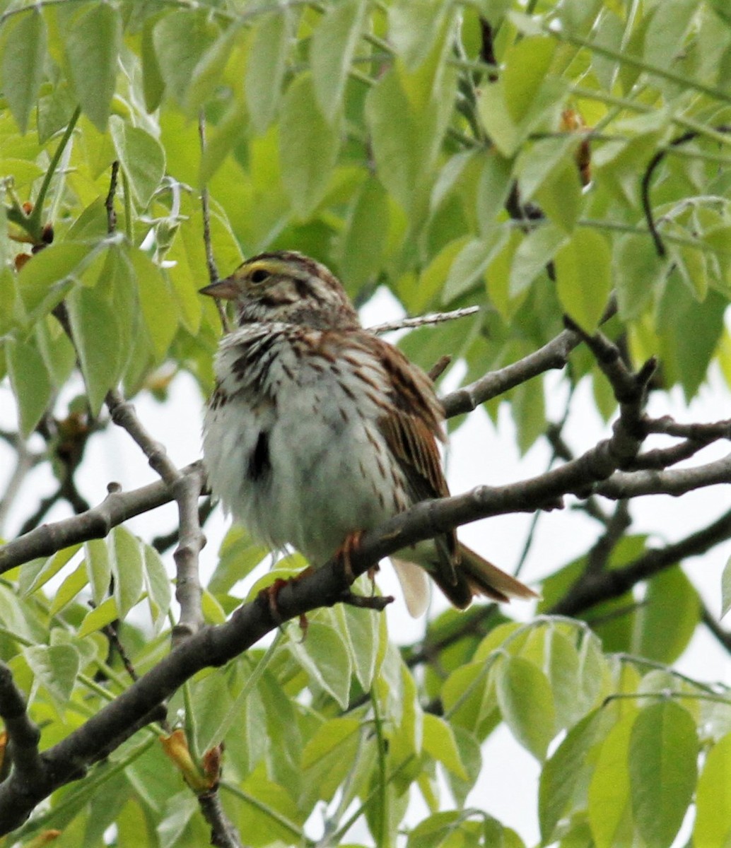 Savannah Sparrow - ML102235451