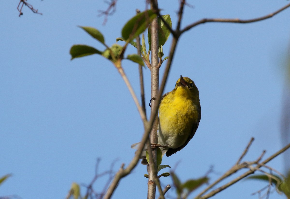 Pine Warbler - ML102239681