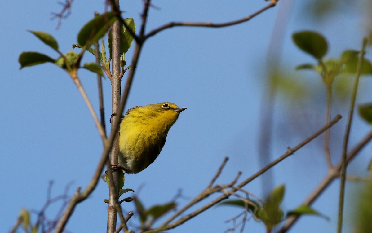 Pine Warbler - ML102239721