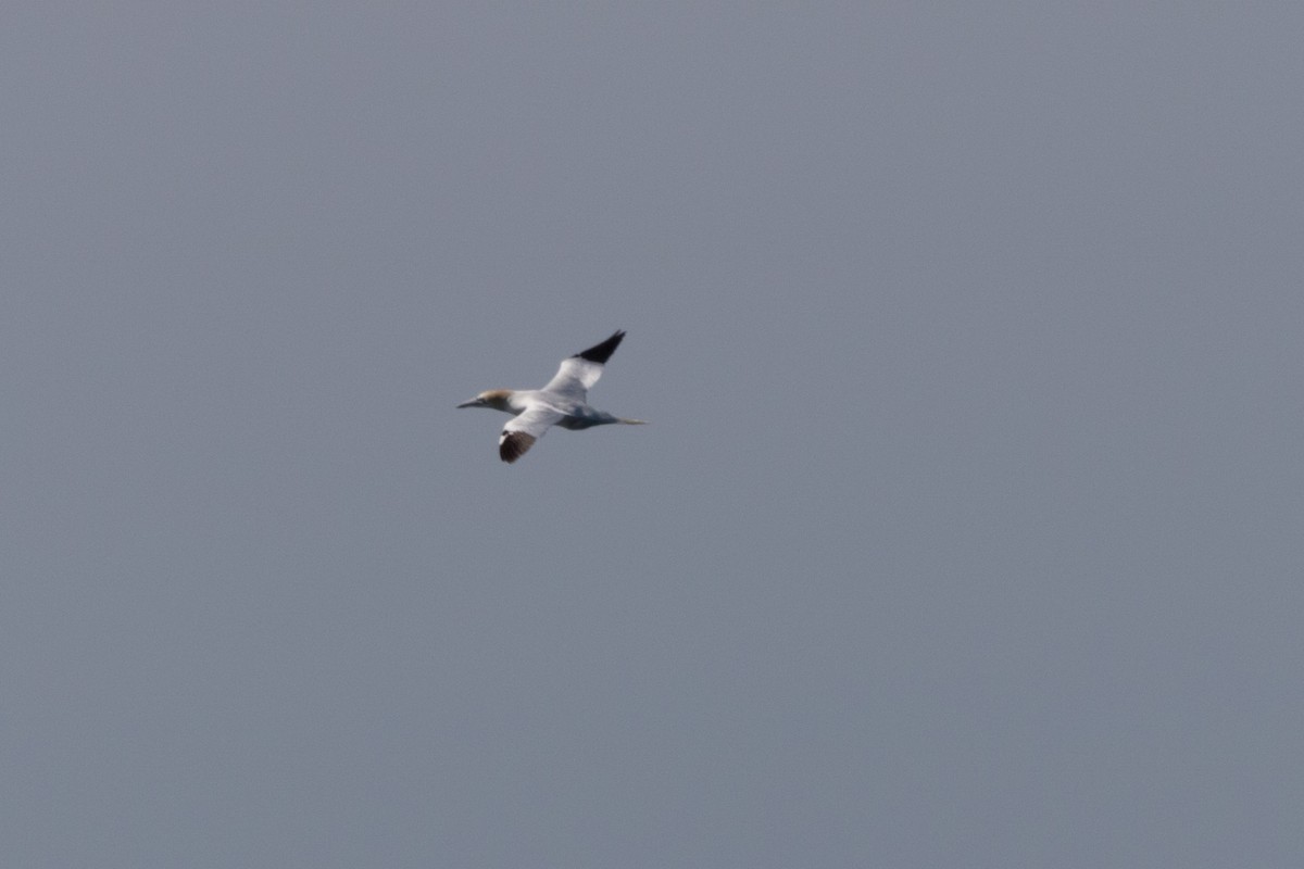 Northern Gannet - Steven McGrath