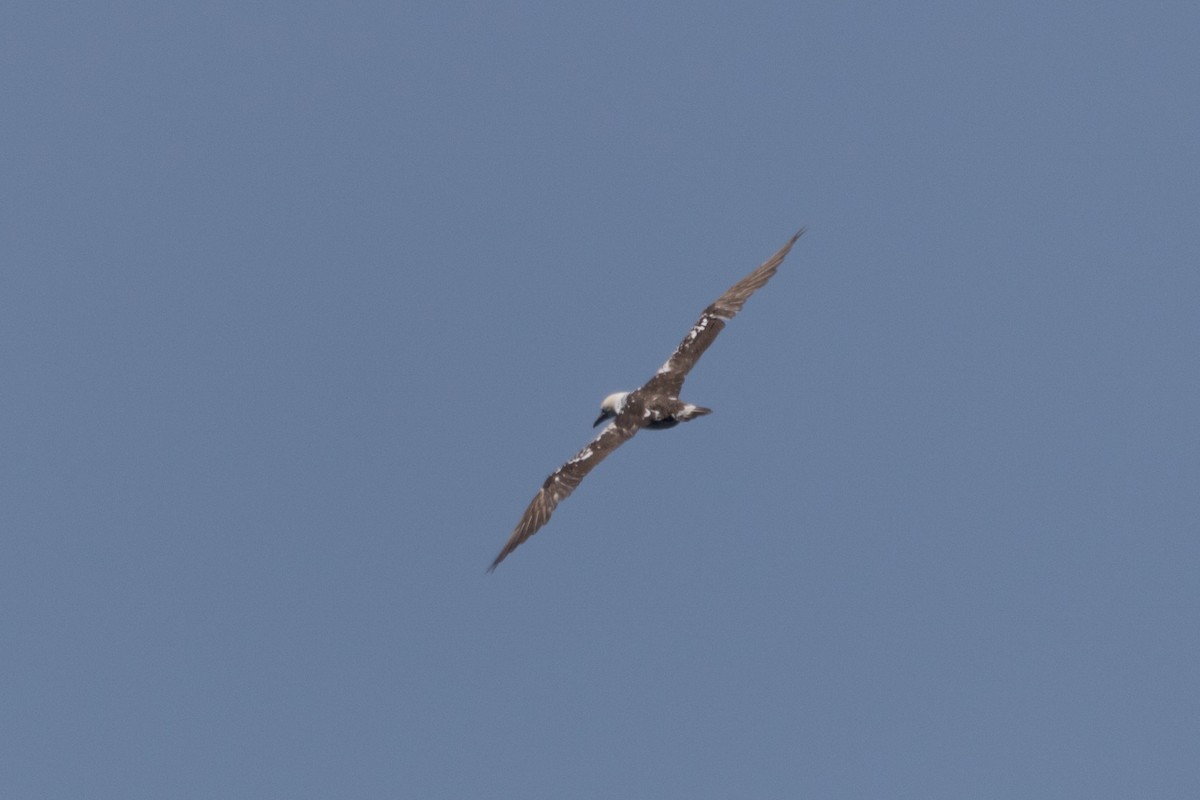 Northern Gannet - Steven McGrath