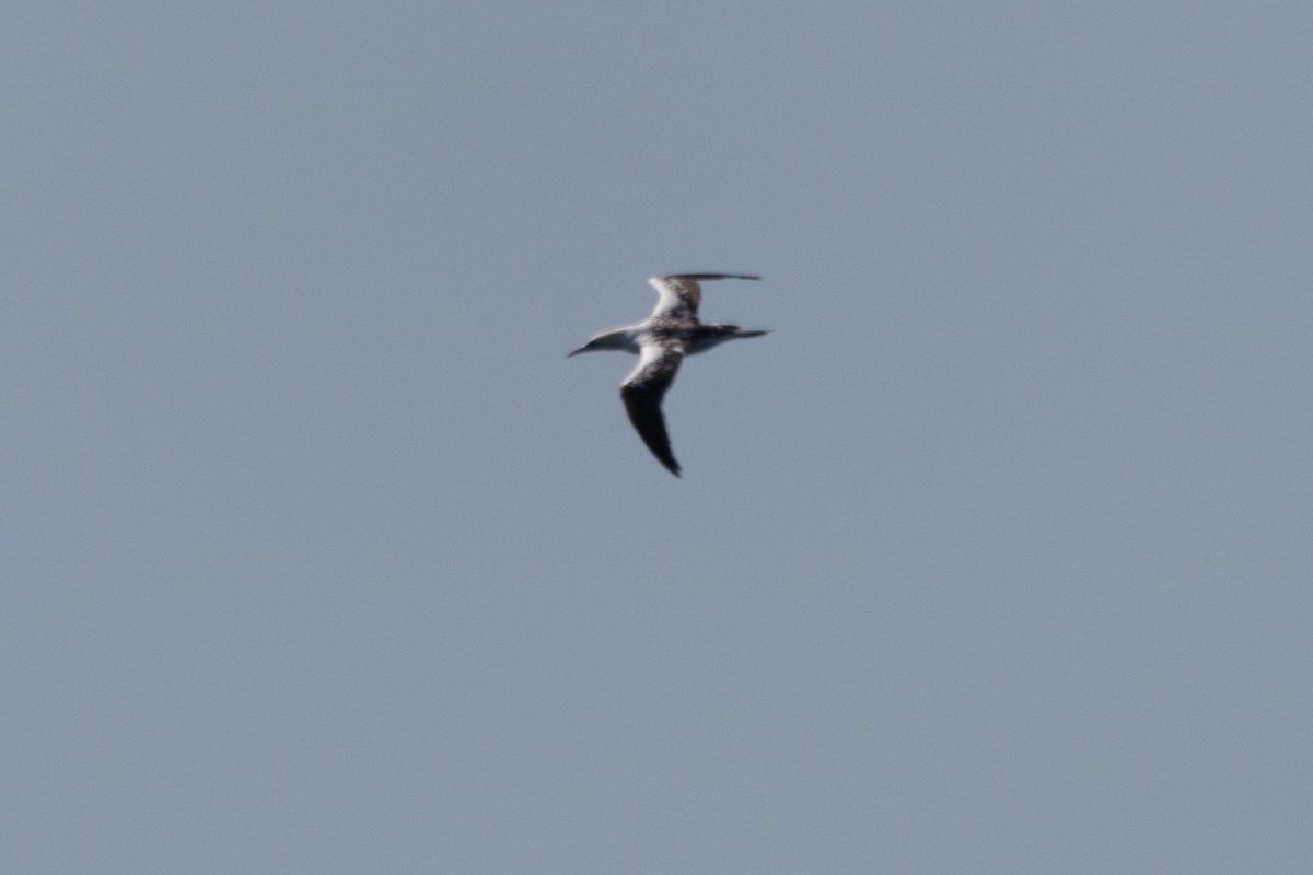 Northern Gannet - Steven McGrath