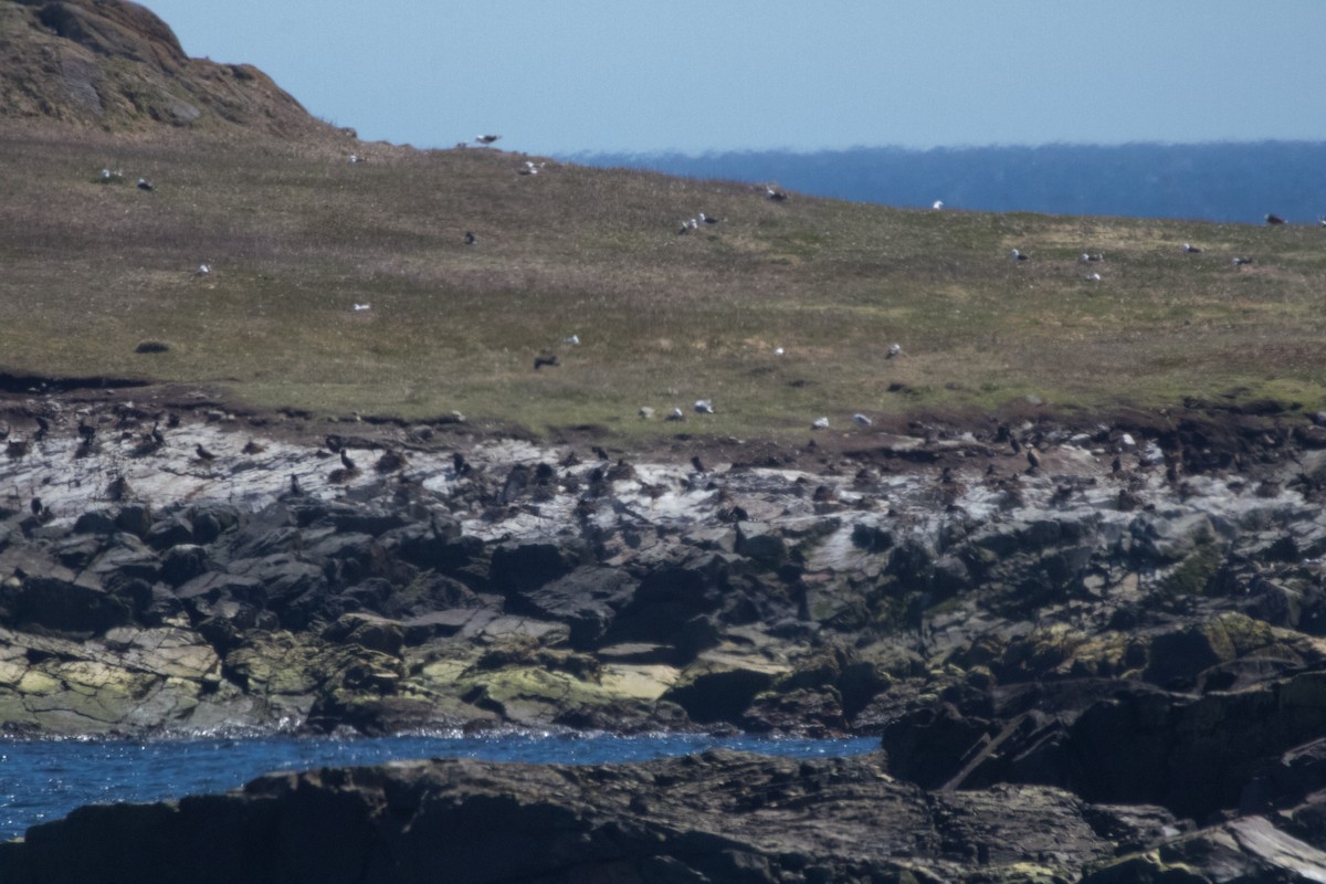 Double-crested Cormorant - ML102240431