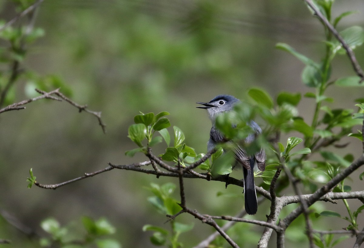 Blue-gray Gnatcatcher (caerulea) - Jay McGowan