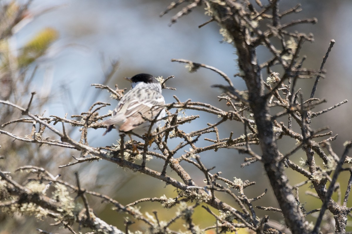 Blackpoll Warbler - ML102242141