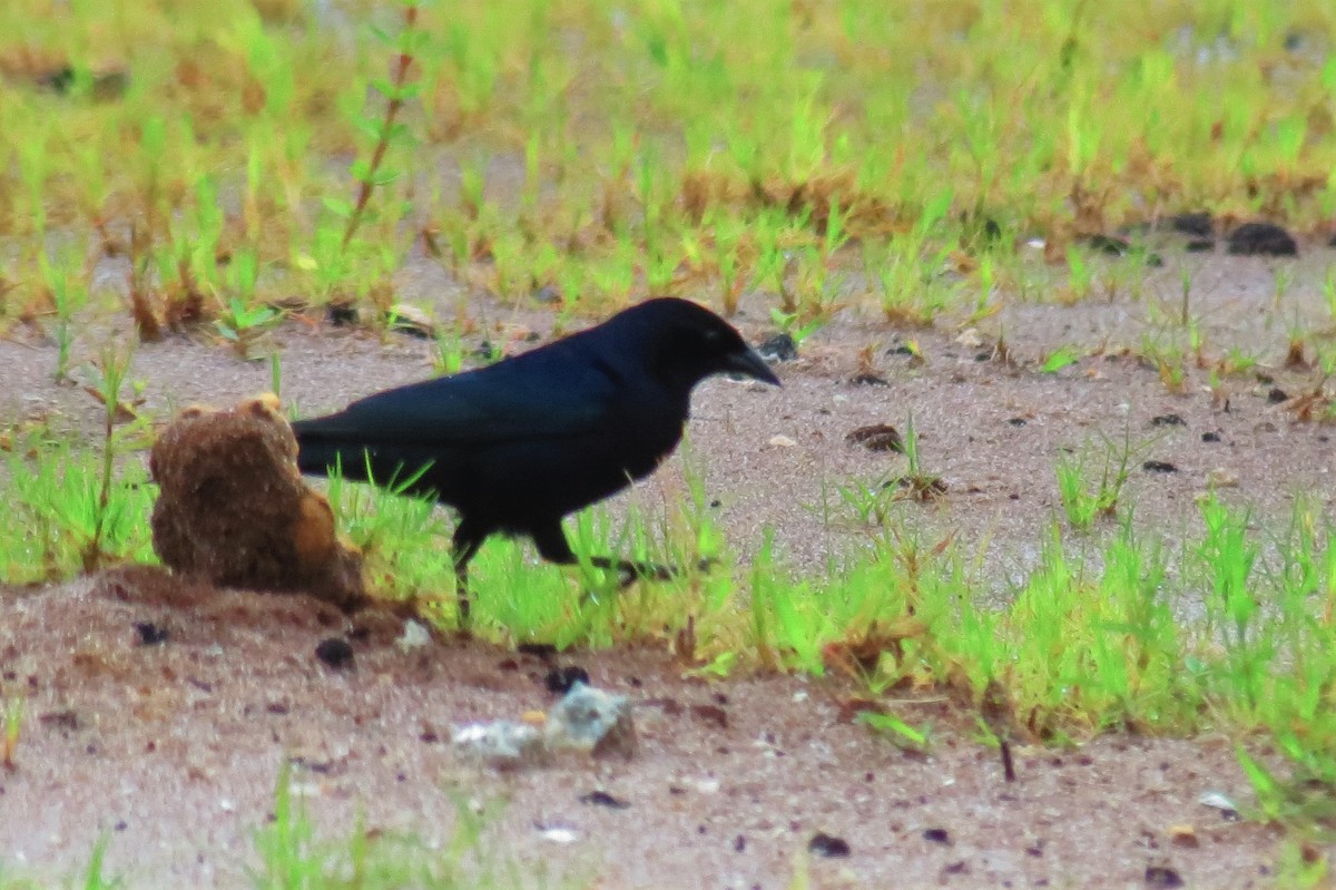 Shiny Cowbird - ML102242571