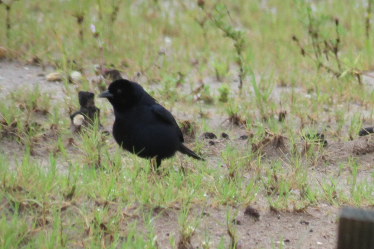Shiny Cowbird - ML102242601