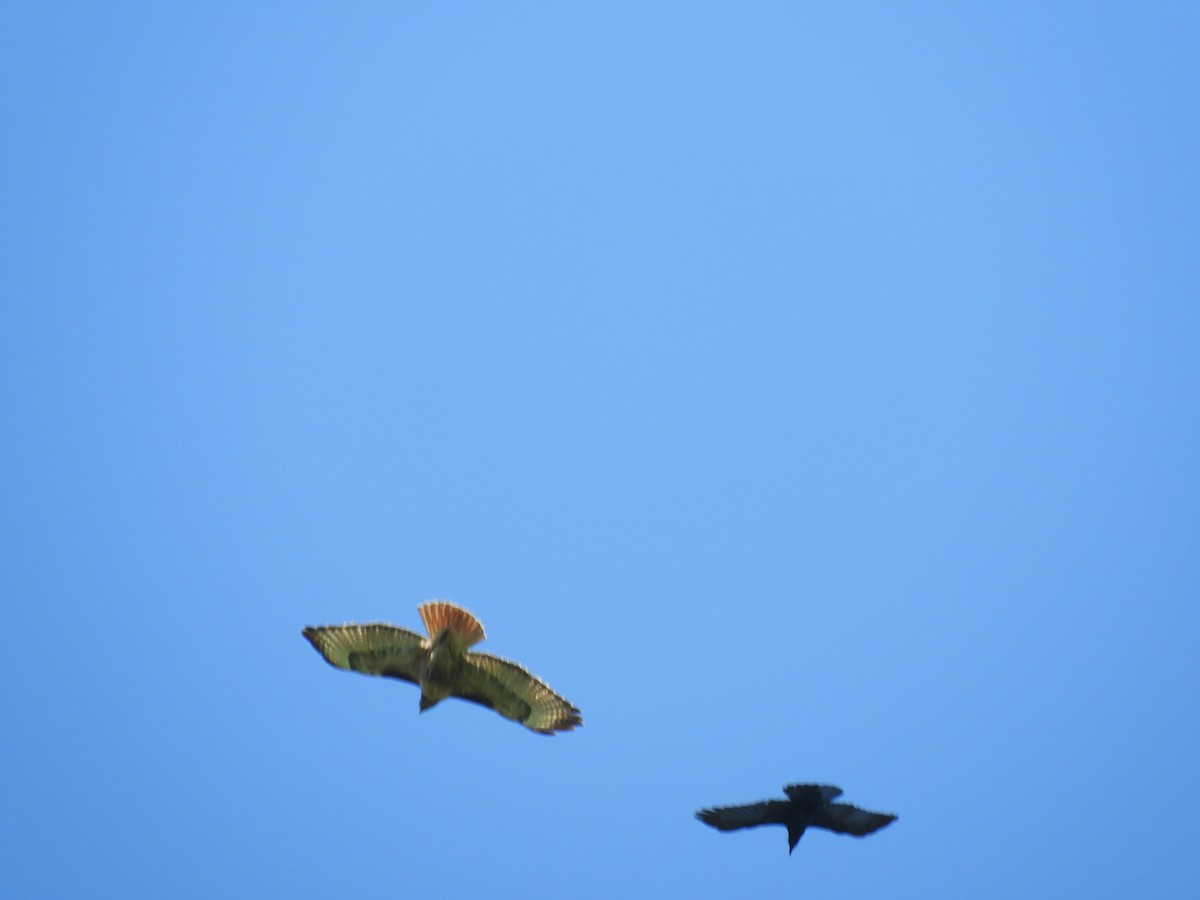 Red-tailed Hawk - Duke Tufty