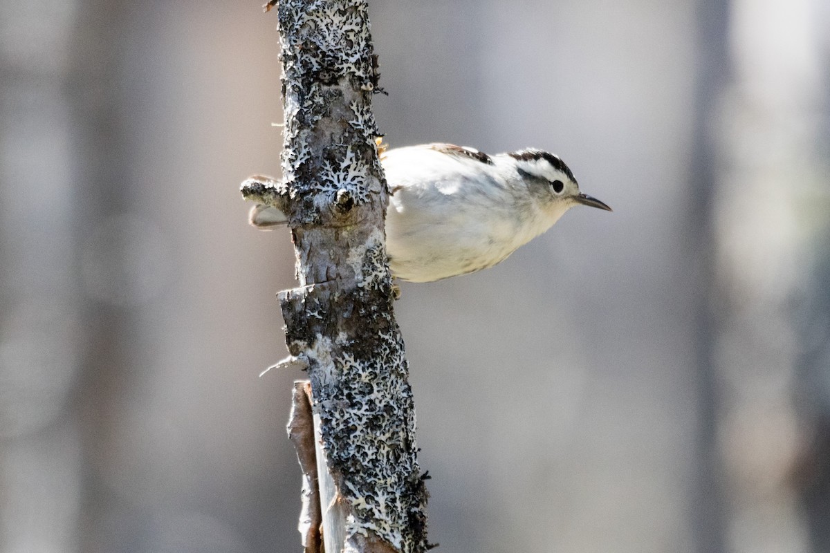 Black-and-white Warbler - Steven McGrath