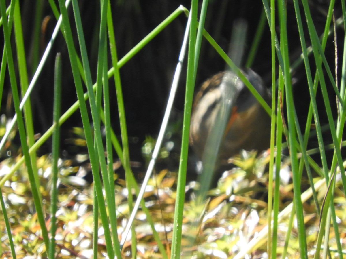 Virginia Rail - ML102243091