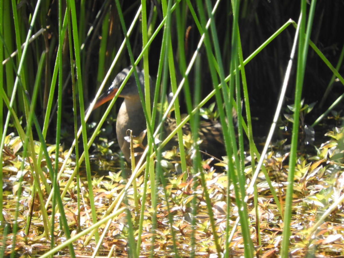 Virginia Rail - ML102243101