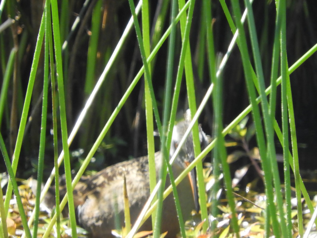 Virginia Rail - ML102243121