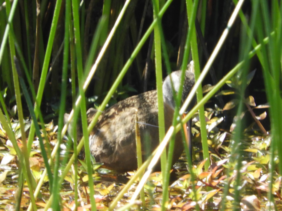 Virginia Rail - ML102243131