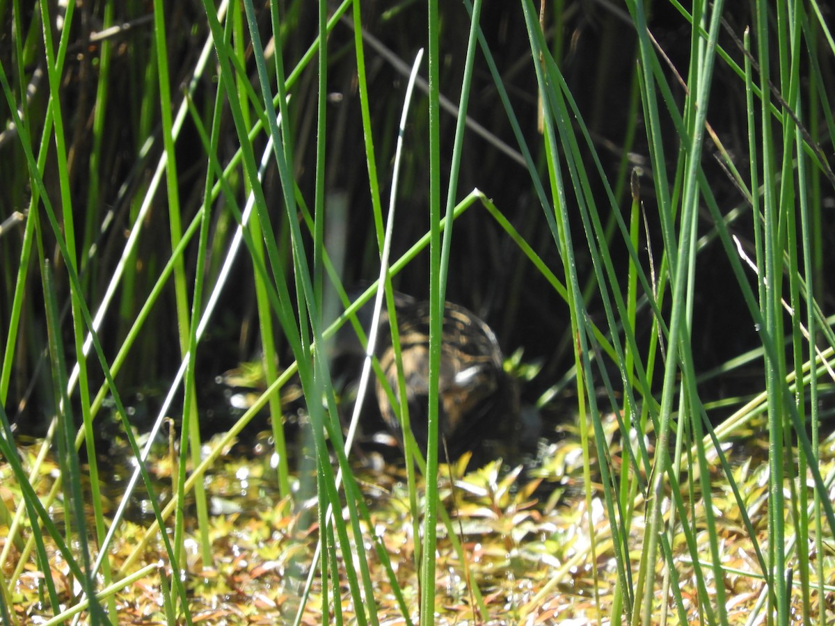 Virginia Rail - ML102243151