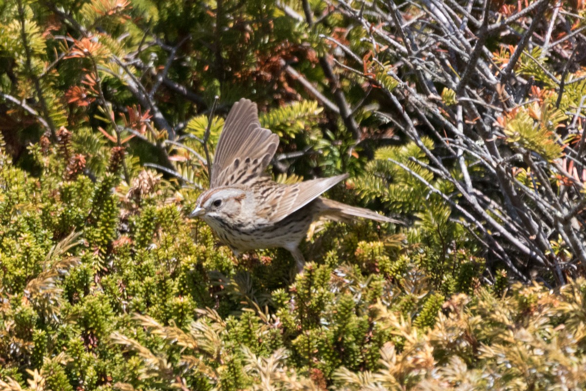 Lincoln's Sparrow - ML102243511