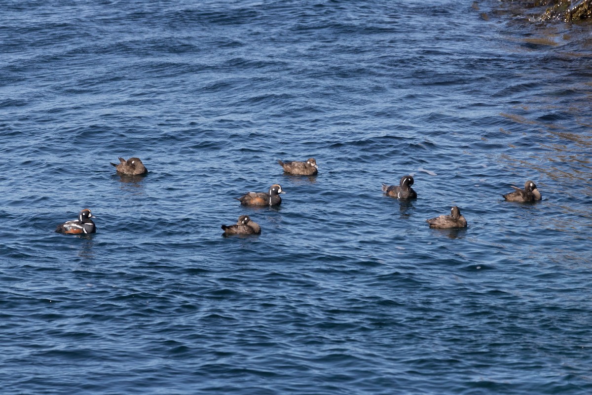 Harlequin Duck - ML102244111