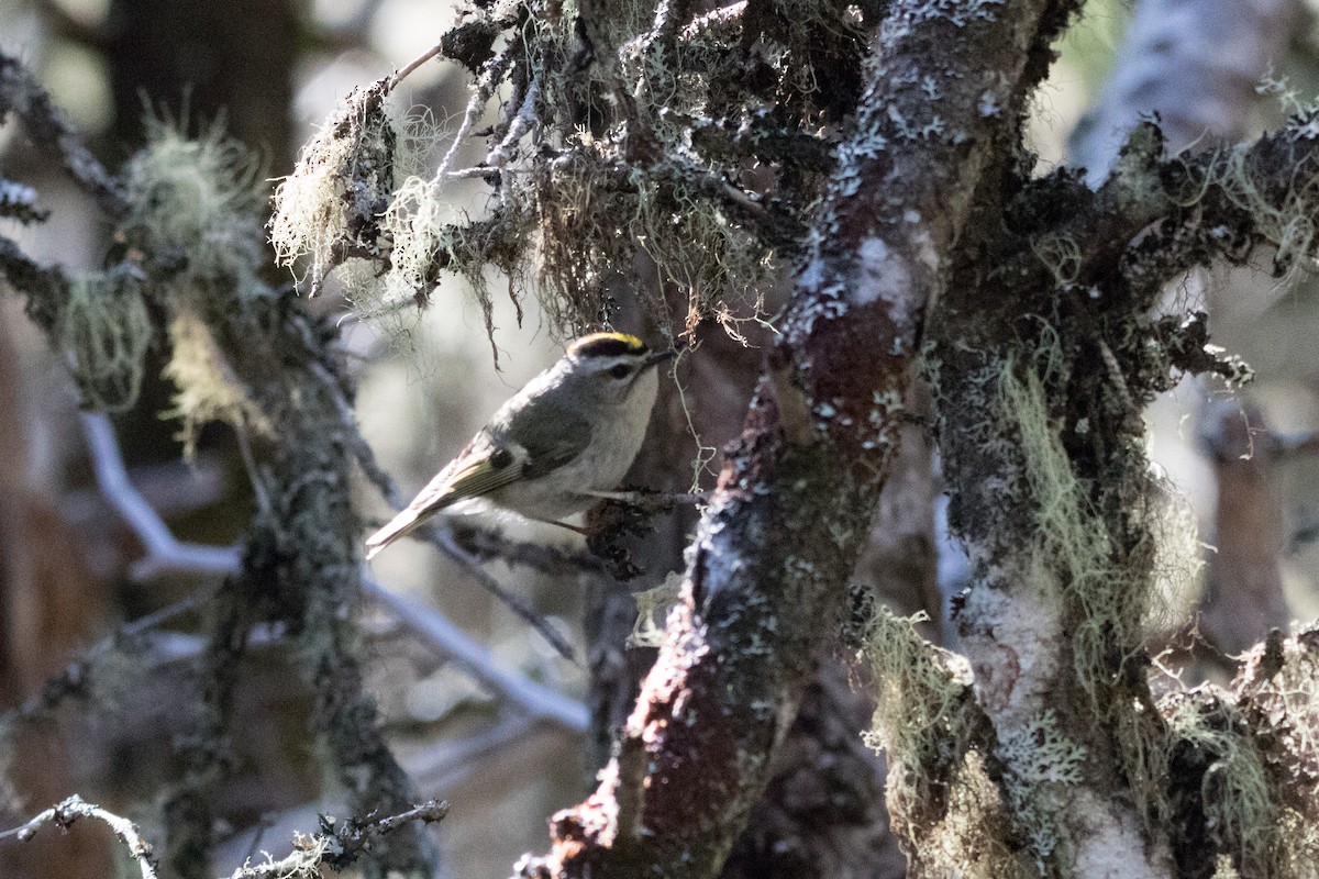 Golden-crowned Kinglet - ML102244261