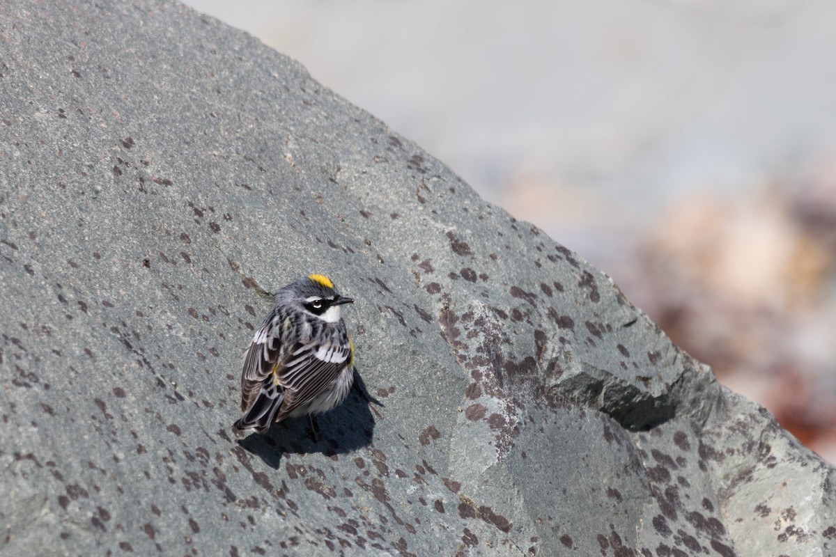 Yellow-rumped Warbler (Myrtle) - ML102244381