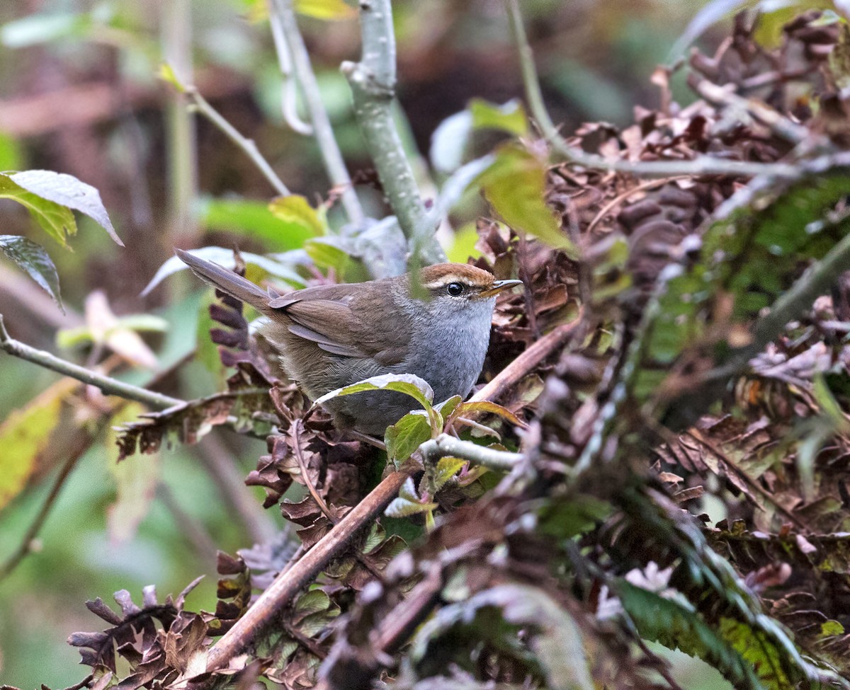 Gray-sided Bush Warbler - ML102244391