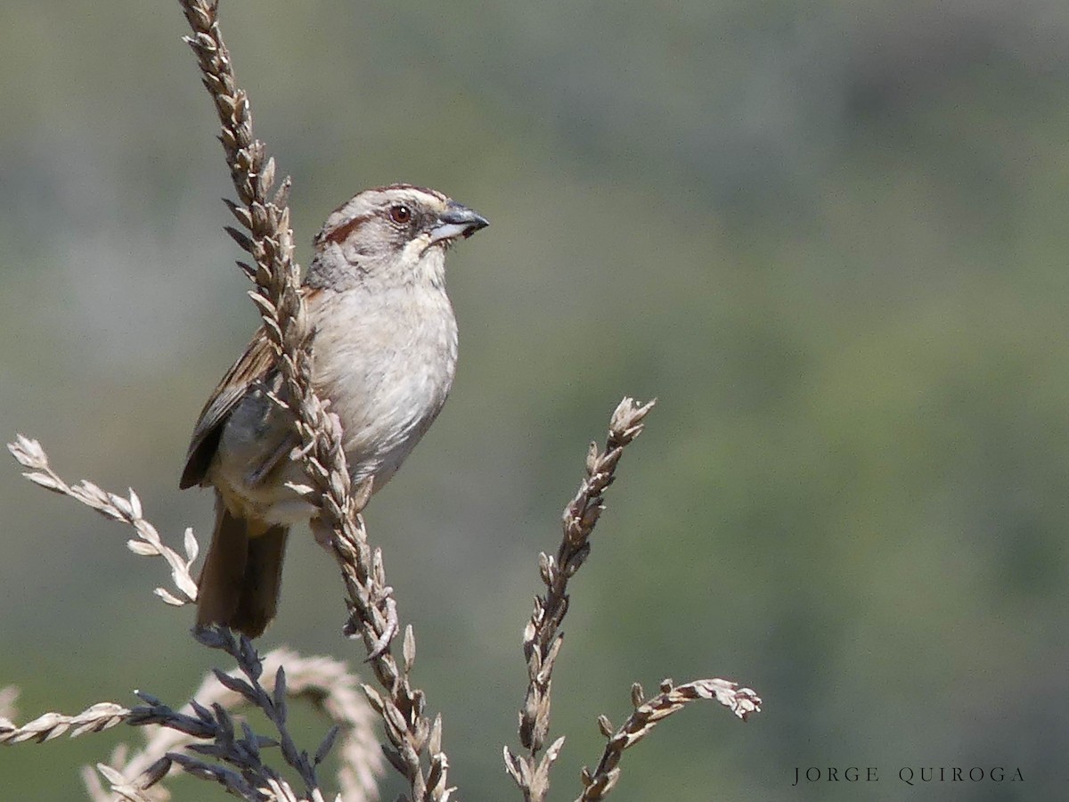 Yungas Sparrow - ML102245511