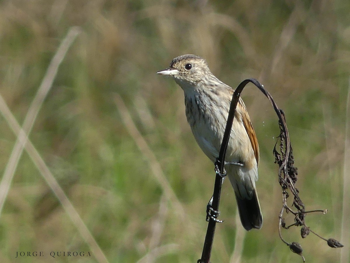 Spectacled Tyrant - ML102245641