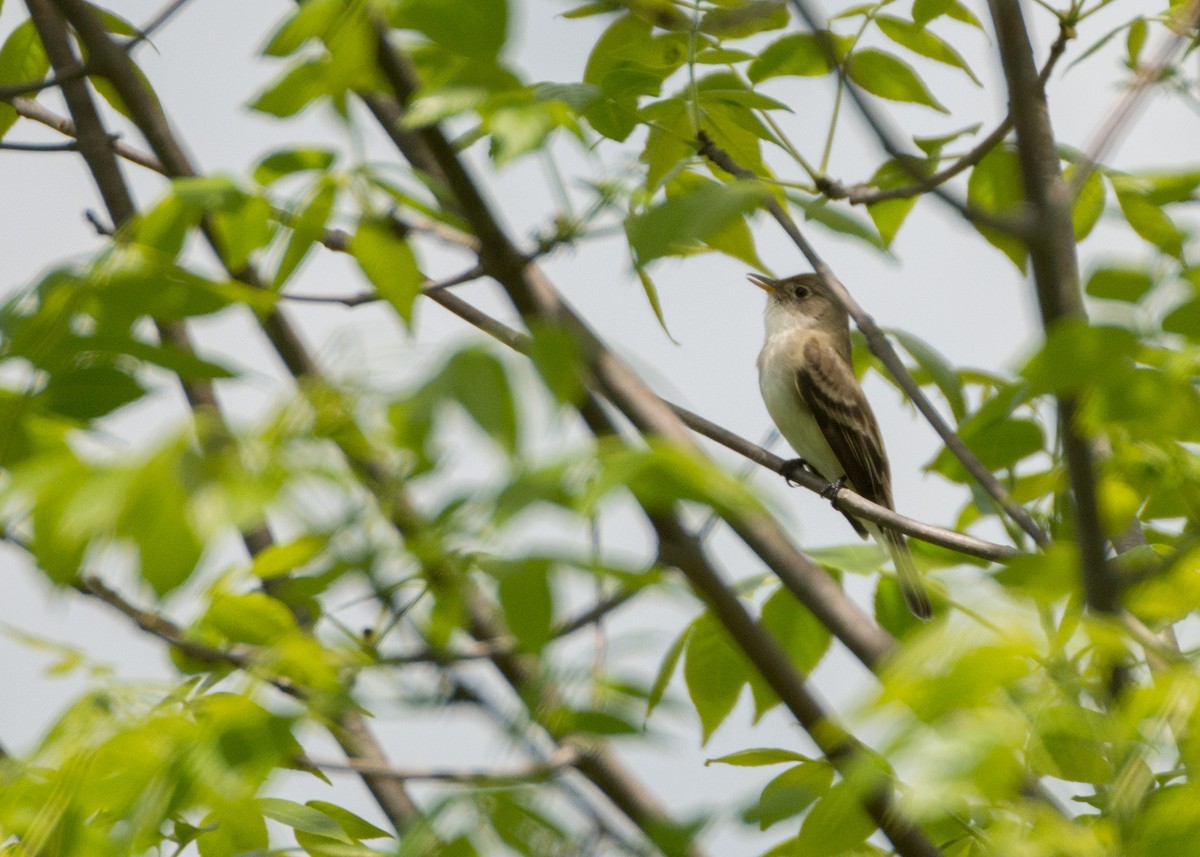 Alder Flycatcher - ML102245731