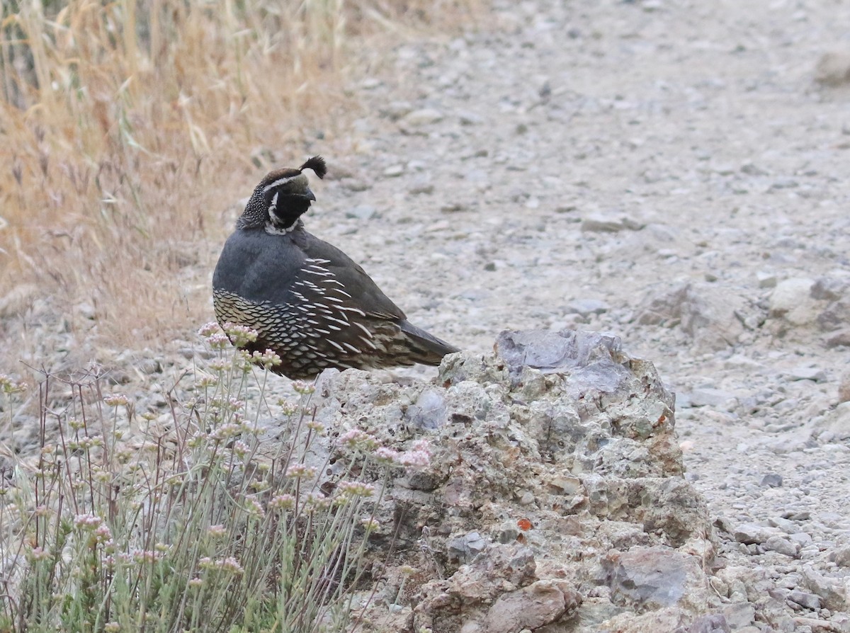 California Quail - ML102246121