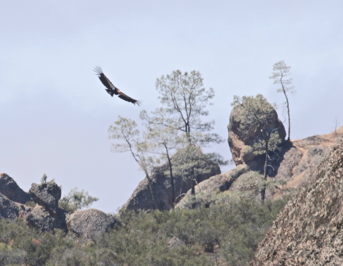 California Condor - ML102246291